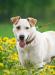 Превью Благородный пёс Джексон-Ваш друг и защитник.в дар Москва - 4