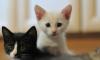 Белый домашний котенок бесплатно превью 1432109.