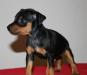 Цвергпинчер. Миниатюрный (карликовый) пинчер превью 1432367.