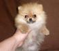 Шпиц, маленький медвежонок. Мальчики и девочки превью 1432426.