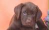 Щенки лабрадора шоколадного окраса превью 1432697.