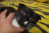 Отдам котенка вислоухого черный с белыми лапками превью 1430346.