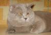 Голубые британские котики превью 1430502.