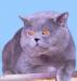 Вязка Голубой Британский кот превью 1430545.