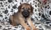 Чудо-малыши ищут родителей.Щенки 1месяц превью 1435042.