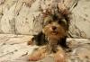 Щенок Йорка превью 1435261.