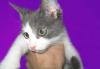 В дар котенок мальчик, 3 мес превью 1435387.