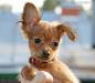 Мини-щенок той-терьера. Рыжий мальчик (+видео) превью 1435688.