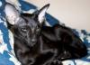 Кошечки и котики ориентальные превью 1436262.