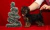 Щенки йорка мальчишки-миники превью 1436348.