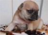 Продаю щенков французиков превью 1436396.