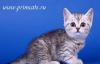 Превью Яркие шотландские котята - тигрята, браун табби Москва - 2