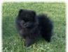 Щенок померанского шпица черного окраса превью 1436852.