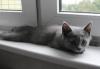 Превью Британские котята 2 мальчика Москва - 3