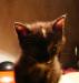 Превью Трехцетные котята Сигма и Сильва в добрые руки Москва - 1