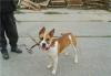 Превью Амстафф, кобель. в дар Москва - 4