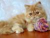 Персидский котик - Ванечка превью 1437916.