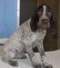 Превью Щенки породы Немецкий Курцхаар Санкт-Петербург - 2