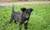 Отдается в хорошие руки щенок превью 1438190.
