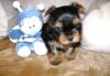 Щенки Йоркширского терьера превью 1439165.