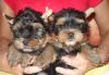 Йоркширский терьер щенки и девочка 5,5 мес превью 1439433.