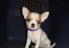 Чихуахуа мини девочка превью 1441760.
