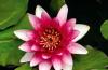 Превью Нимфея Attraction Waterlily Москва - 1