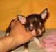 Чихуахуа мини Шоколадного окраса превью 1443731.