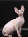 Кошечка породы канадский сфинкс превью 1443922.