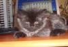Превью Сибирские котята, коты красавцы Москва - 4