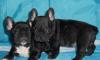 Французского бульдога щенки превью 1445912.