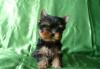 Йоркширский Терьер - Щенок - Супер Мини Мальчик превью 1446966.