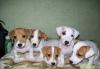 Девочки Джек Рассел Терьер 25000-30000 руб превью 1447115.