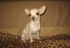 Чихуахуа мини девочка  светлая превью 1447132.