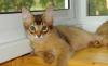 Котята редкой породы Сомали, 3 мес превью 1447605.