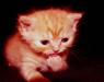 Превью "Британочки красные-большая редкость.1-ый помет" Санкт-Петербург - 2