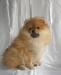 Мини мальчик померанского шпица превью 1448513.