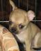 Чихуахуа. Есть мини превью 1448645.