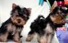 Шикарные щенки Йорка превью 1448670.