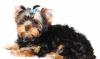 Йоркширский терьер щенки мини и стандарт(4месяца) превью 1449446.