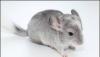 Шиншилла, девочка, 2 мес превью 1449625.