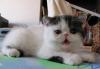 Превью Котик мальчик экзотик Москва - 2