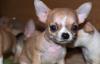 Чихуахуа превью 1450136.