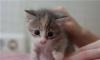 В дар 1-мес. котенок Мими (девочка) превью 1451181.