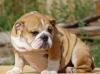 Щенок бульдога, мальчик превью 1451879.