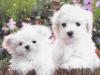 Бишон фризе щенки недорого превью 1452135.