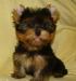 Йоркширский терьер щенки превью 1452819.