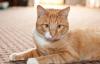 Рыжий котик Лисёнок в добрые ручки превью 1452837.