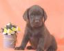 Лабрадора ретривера  щенки шоколадного окраса превью 1453154.