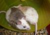 Превью Мастомус (Praomys natalensis) - это африканская мн Москва - 1